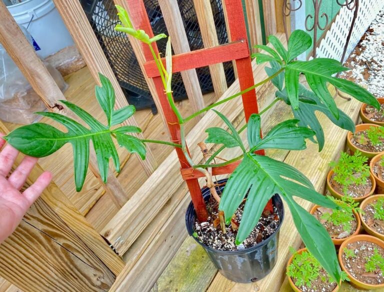 Philodendron pedatum Care, Variegated, vs. Florida for sale