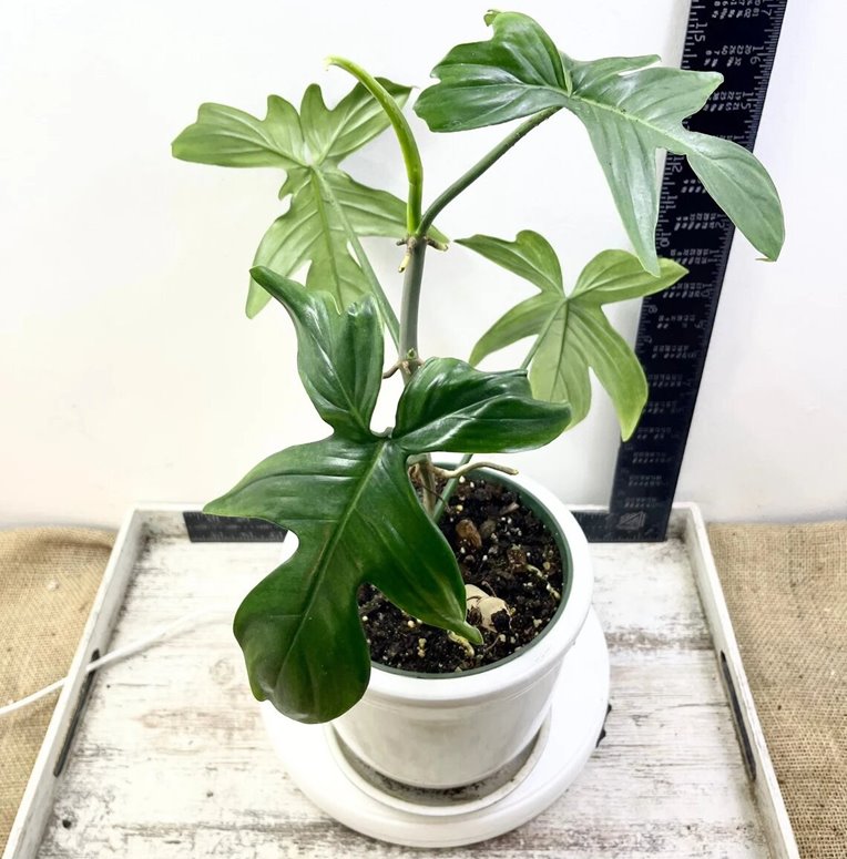 Philodendron pedatum Reindeer