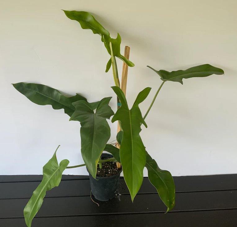 Rare Philodendron Jerry Horne Hybrid subadult