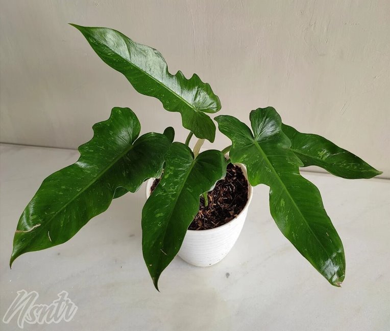 Subadult Philodendron Lime Fiddle