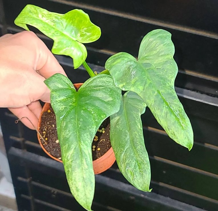 Variegated Philodendron Bipennifolium Splash Gordon