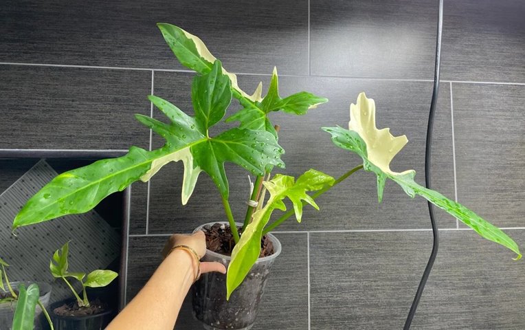 Variegated Philodendron Golden Dragon plant narrow form