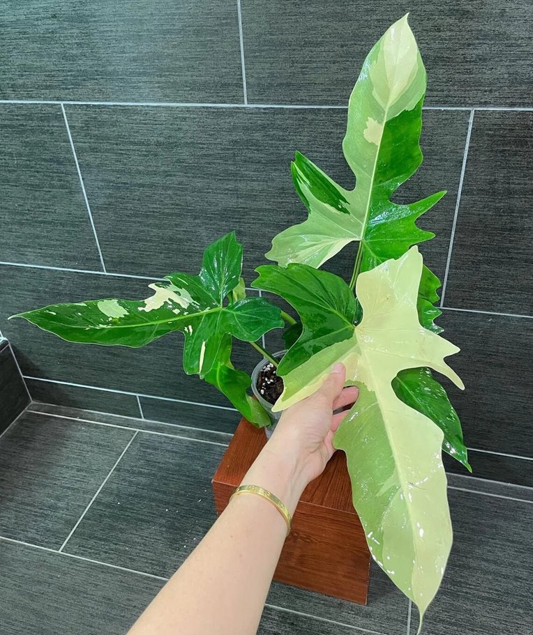 Variegated Philodendron Golden Dragon plant