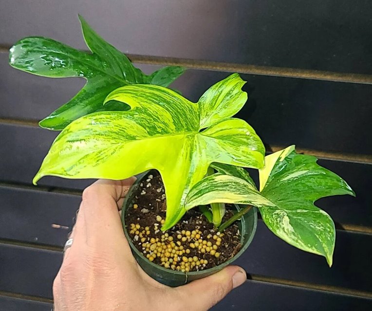 Variegated Philodendron Pedatum