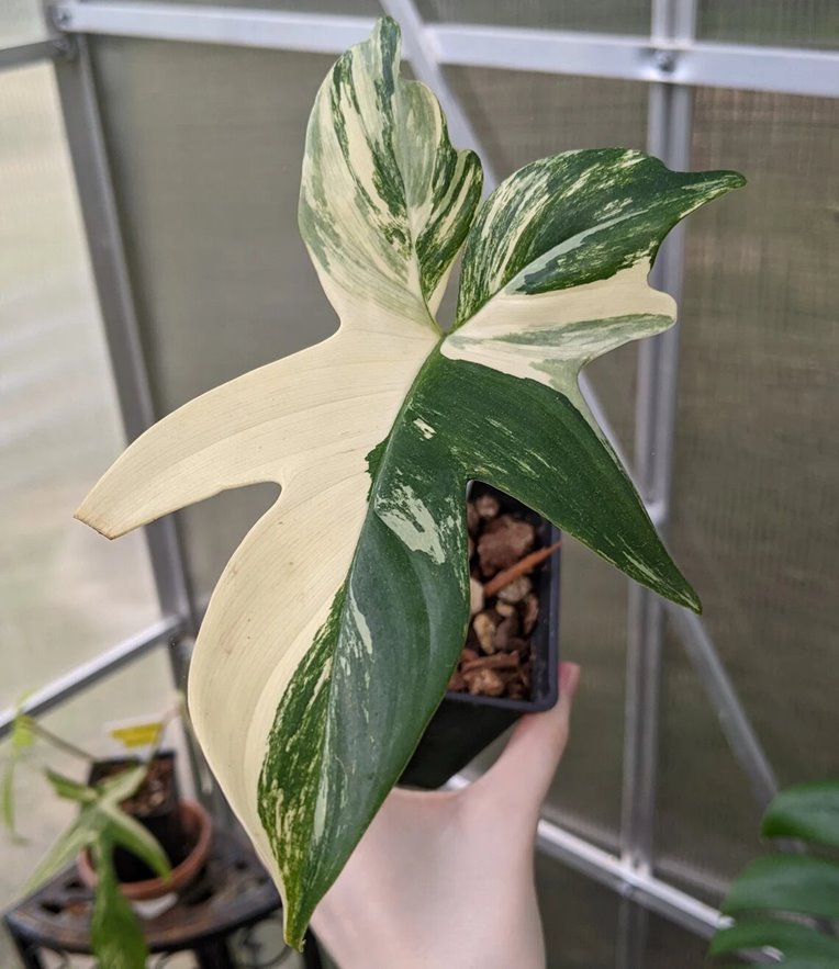 Variegated Philodendron Pedatum Not Florida