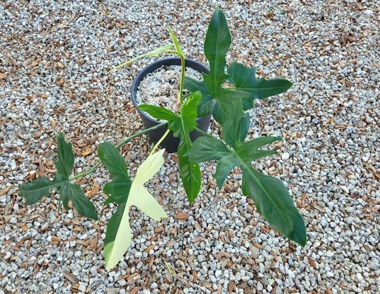 Variegated philodendron golden dragon