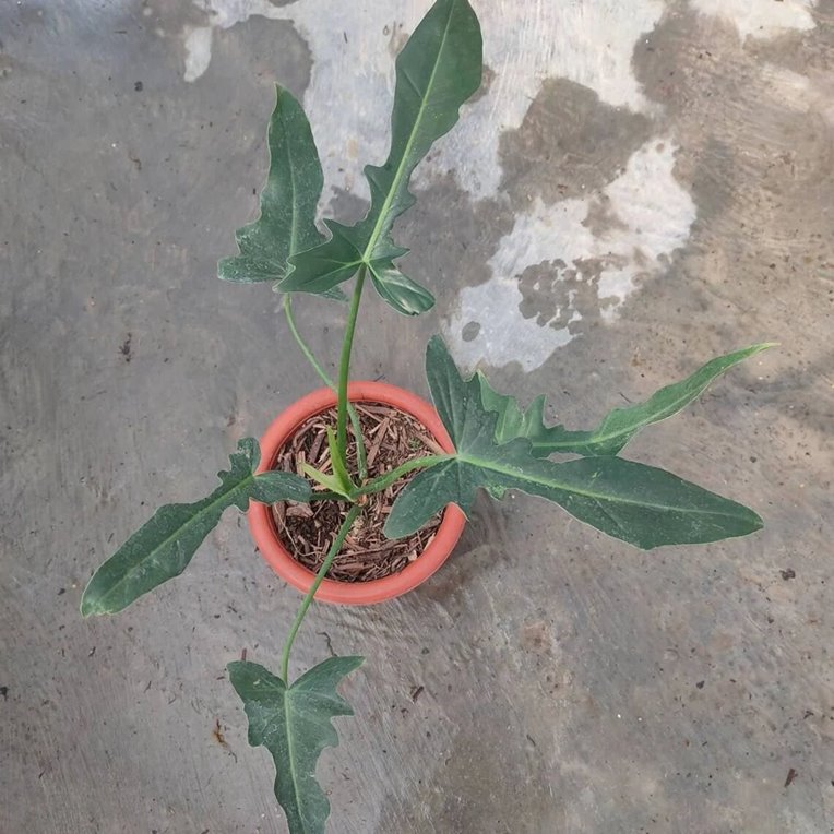 Philodendron longilobatum