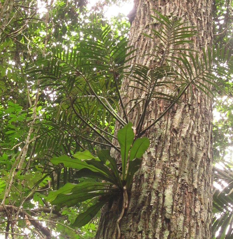 Mature Philodendron tortum in the wild