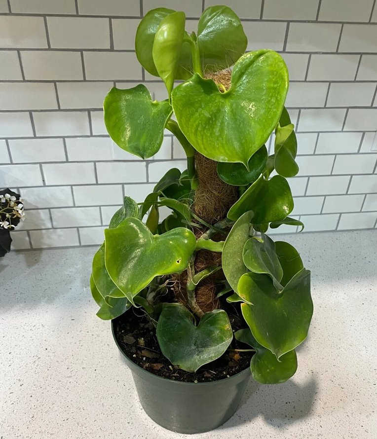 Philodendron grazielae Care, Propagation, Prices