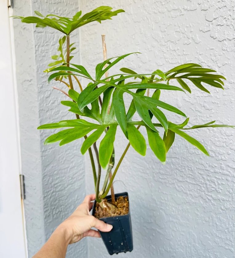 Philodendron mayoi