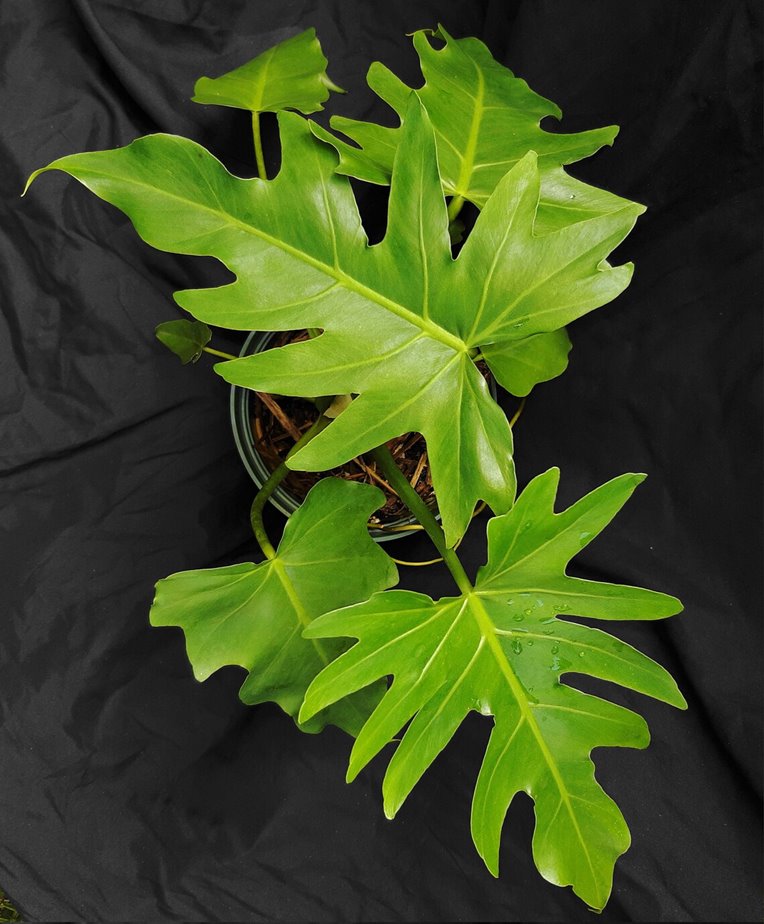 Philodendron radiatum plant
