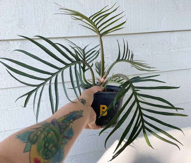 Philodendron tortum with mature, deeply split dark green leaves and petiole with purplish striae