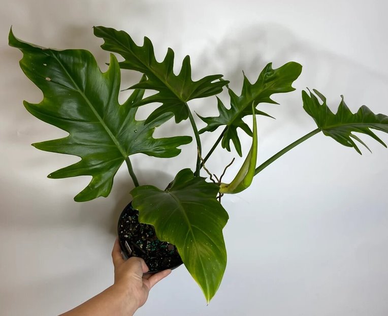 Subadult Philodendron elegans