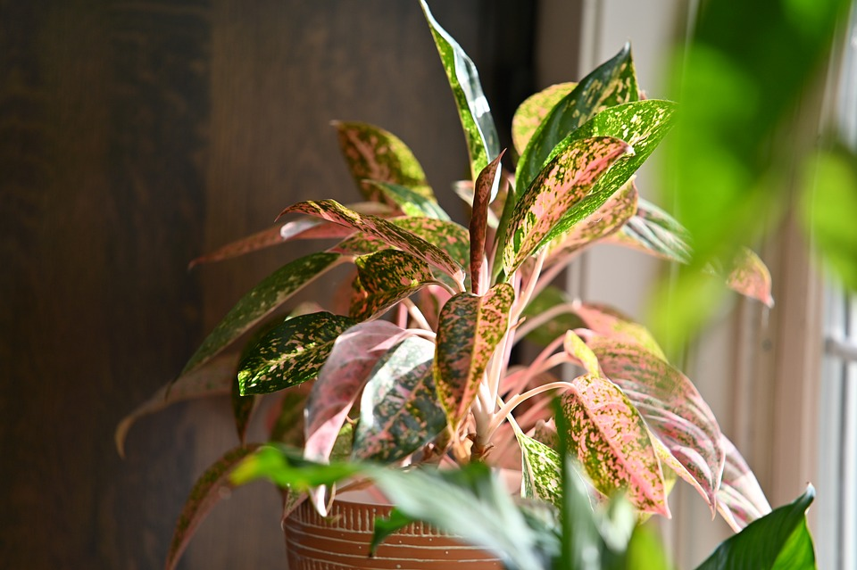 chinese evergreen