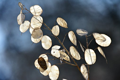 Chinese Money Plant