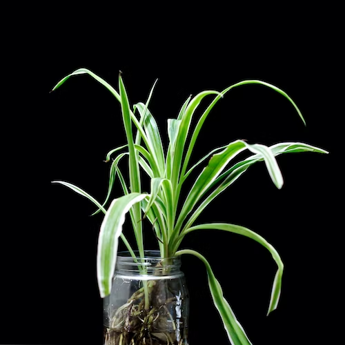 Spider Plant