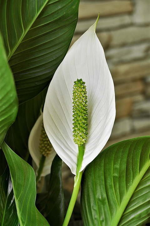  Peace Lily