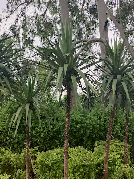 Dragon Tree