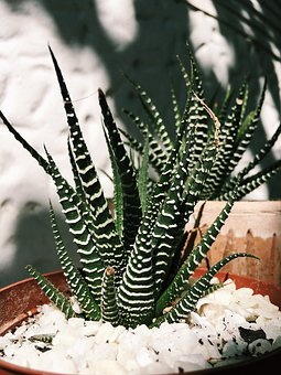  Zebra Cactus