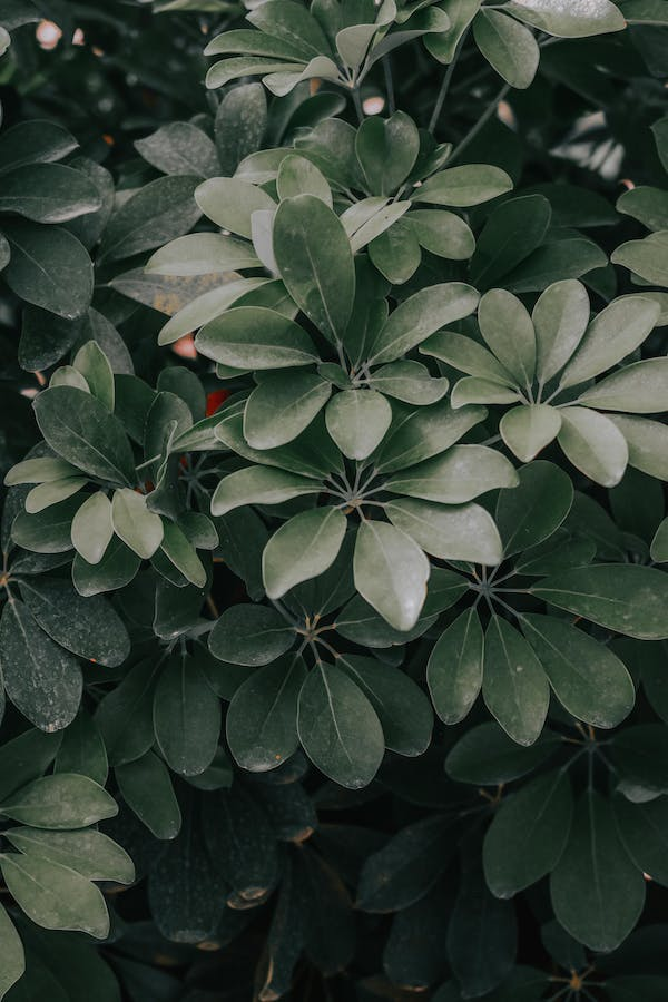 Dwarf Umbrella Tree