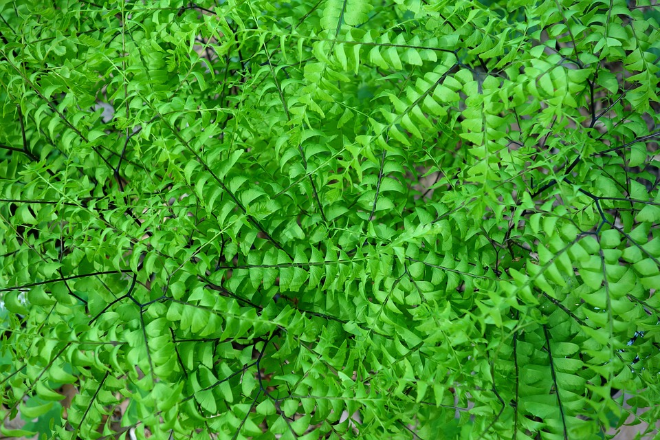  Maidenhair Fern