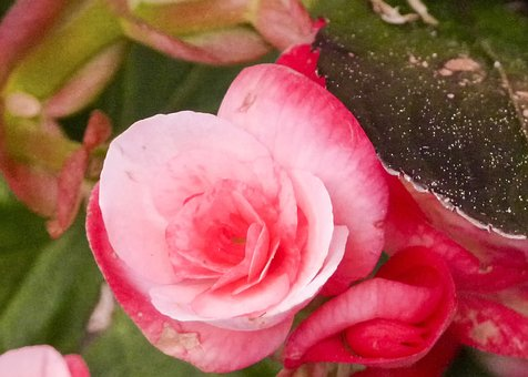 wax begonia