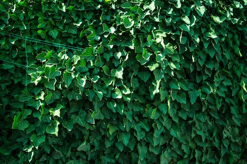 English Ivy