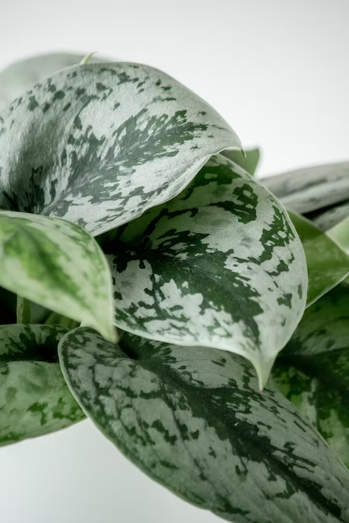 Silver Satin Pothos