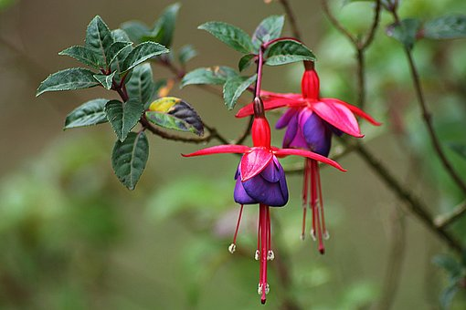 Fuchsias come in many deep colors.