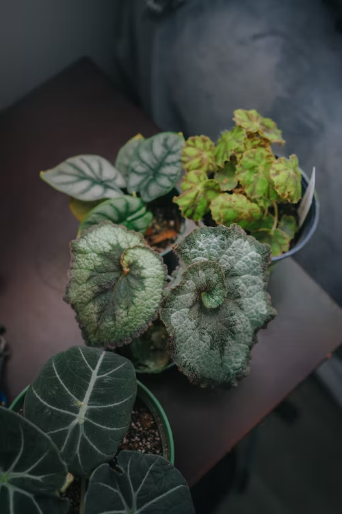 Alocasia Silver Dragon