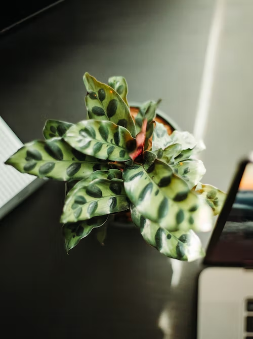 Rattlesnake Plant