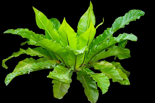  Bird’s Nest Fern