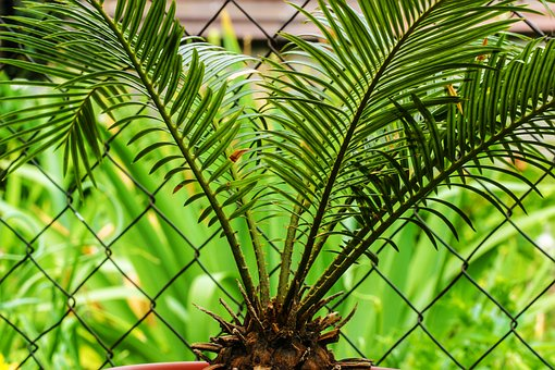japanese sago palm