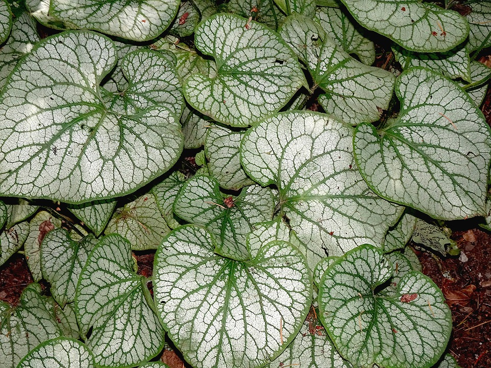 peperomia