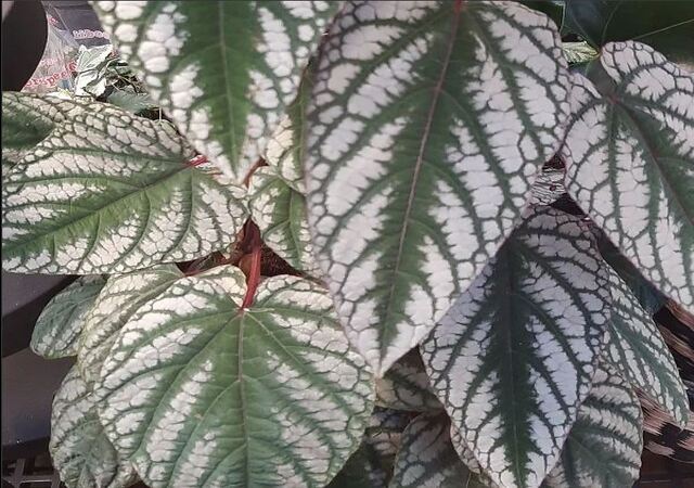 Monstera Siltepecana vs. Peru Which Climbing Plant Is Better1