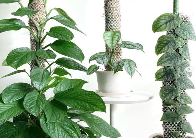 Monstera Siltepecana vs. Peru Which Climbing Plant Is Better5