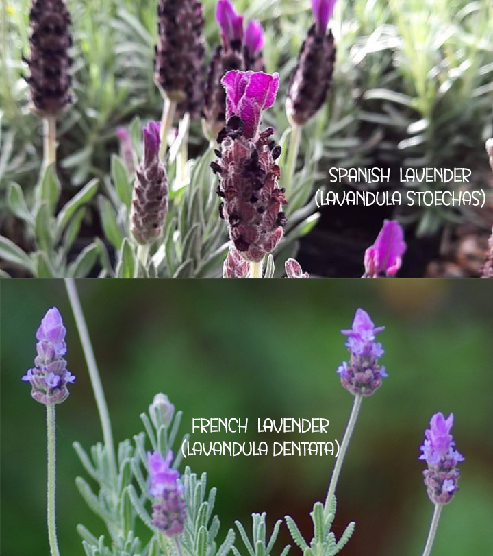 Spanish Lavender (Lavandula stoechas)